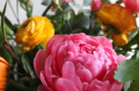 Peonies....they're back.