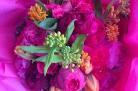 Fuschia fun at Stanmer Park