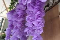 Wisteria hysteria.